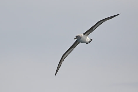 OTL22-22, Day 2, Grey headed albatros (1) © Regis Perdriat - Oceanwide Expeditions.jpg
