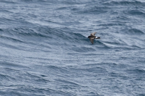 OTL22-22, Day 2, Storm petrel © Regis Perdriat - Oceanwide Expeditions.jpg