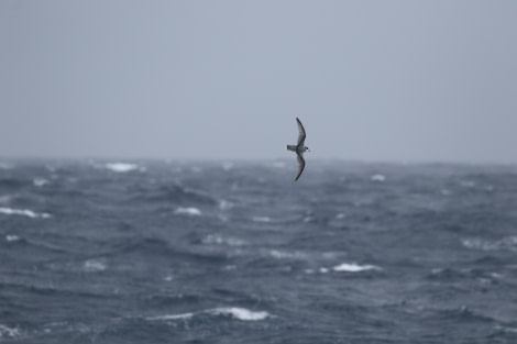 OTL22-22, Day 3, BluePetrel © Regis Perdriat - Oceanwide Expeditions.jpg