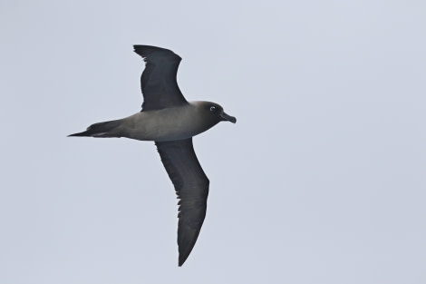 OTL22-22, Day 3, Light mantled sooty albatros (1) © Regis Perdriat - Oceanwide Expeditions.jpg