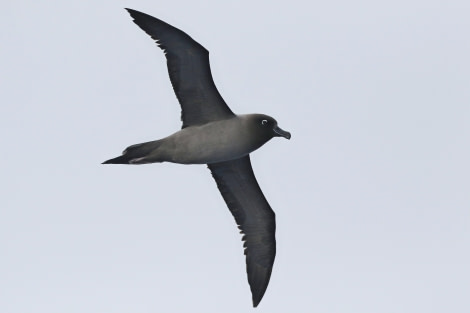 OTL22-22, Day 3, Light mantled sooty albatros (5) © Regis Perdriat - Oceanwide Expeditions.jpg