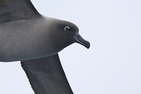 OTL22-22, Day 3, Light mantled sooty albatros (6) © Regis Perdriat - Oceanwide Expeditions.jpg