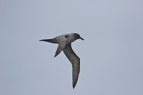 OTL22-22, Day 3, Light mantled sooty albatros (8) © Regis Perdriat - Oceanwide Expeditions.jpg