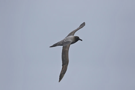 OTL22-22, Day 3, Light mantled sooty albatros (9) © Regis Perdriat - Oceanwide Expeditions.jpg