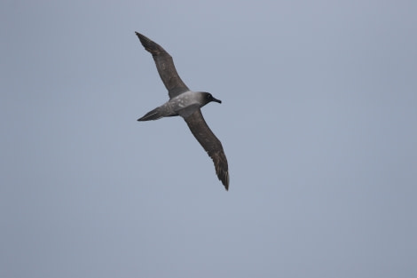 OTL22-22, Day 3, Light mantled sooty albatros (10) © Regis Perdriat - Oceanwide Expeditions.jpg