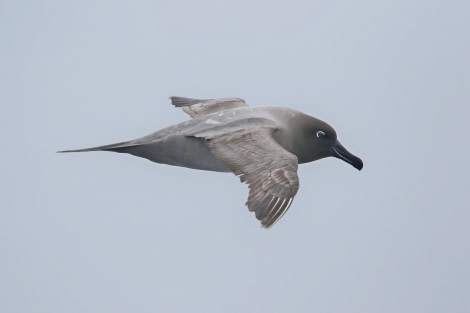 OTL22-22, Day 3, Light mantled sooty albatros (11) © Regis Perdriat - Oceanwide Expeditions.jpg