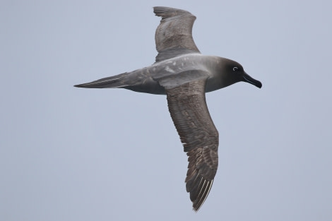 OTL22-22, Day 3, Light mantled sooty albatros (13) © Regis Perdriat - Oceanwide Expeditions.jpg