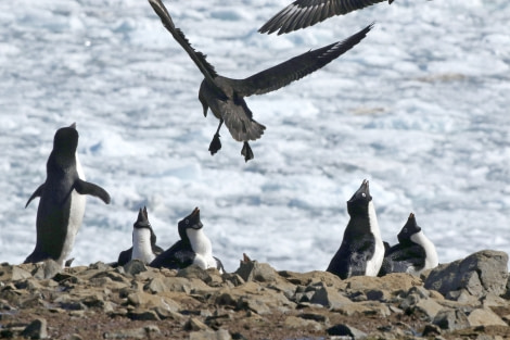 OTL22-22, Day 4, Devil island (11) © Regis Perdriat - Oceanwide Expeditions.jpg