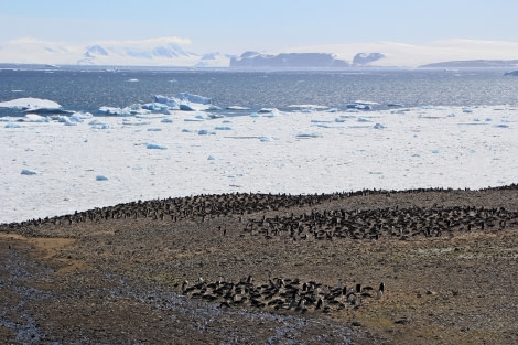 OTL22-22, Day 4, Devil island (23) © Regis Perdriat - Oceanwide Expeditions.jpg