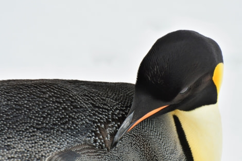 OTL22-22, Day 5, Penguin preening © Hazel Pittwood - Oceanwide Expeditions.jpg