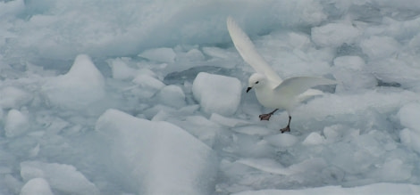 OTL22-22, Day 6, Snow petrel © Unknown photographer - Oceanwide Expeditions.jpg