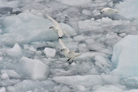 OTL22-22, Day 6, Snow petrel trio © Hazel Pittwood - Oceanwide Expeditions.jpg