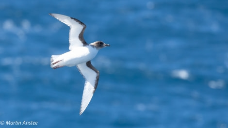 OTL23-22, Day 3 Antarctic Petrel © Martin Anstee - Oceanwide Expeditions.jpg