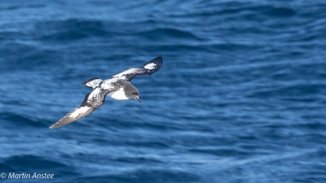 OTL23-22, Day 3 Cape Petrel © Martin Anstee - Oceanwide Expeditions.jpg