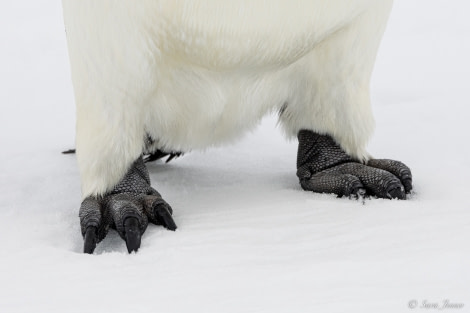 OTL23-22, Day 4 Emperor feet © Sara Jenner - Oceanwide Expeditions.jpg