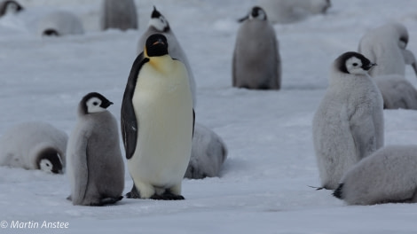 OTL23-22, Day 5 Parent and chick © Martin Anstee - Oceanwide Expeditions.jpg