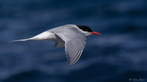 OTL23-22, Day 8 Antarctic Tern 1 © Sara Jenner - Oceanwide Expeditions.jpg