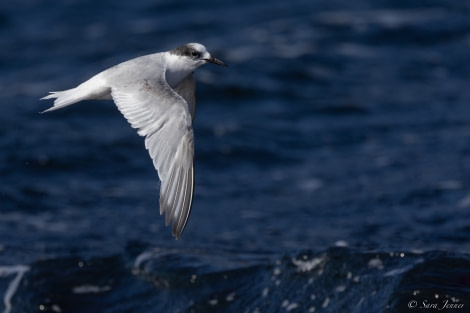 OTL23-22, Day 8 Antarctic Tern 2 © Sara Jenner - Oceanwide Expeditions.jpg