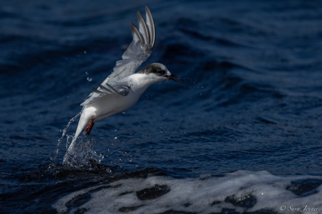 OTL23-22, Day 8 Antarctic Tern 3 © Sara Jenner - Oceanwide Expeditions.jpg