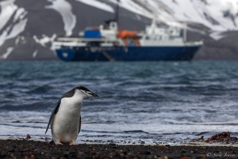 OTL23-22, Day 8 Chinstrap 1 © Sara Jenner - Oceanwide Expeditions.jpg