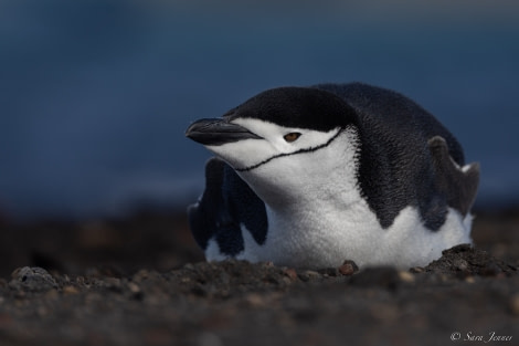 OTL23-22, Day 8 Chinstrap 2 © Sara Jenner - Oceanwide Expeditions.jpg