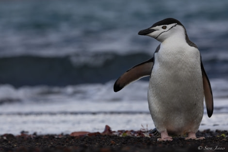 OTL23-22, Day 8 Chinstrap 3 © Sara Jenner - Oceanwide Expeditions.jpg