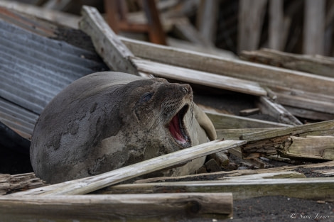 OTL23-22, Day 8 Elephant Seal © Sara Jenner - Oceanwide Expeditions.jpg