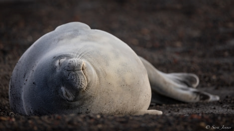 OTL23-22, Day 8 Weddell Seal © Sara Jenner - Oceanwide Expeditions.jpg
