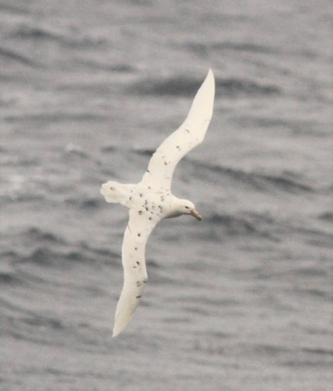 HDS22-22, Day 3, White morphe of Southern giant petrel © Unknown Photographer - Oceanwide Expeditions.jpg