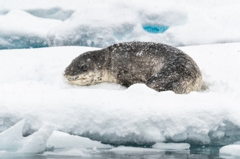 HDS22-22, Day 4, Leopard seal © Unknown Photographer - Oceanwide Expeditions.jpg