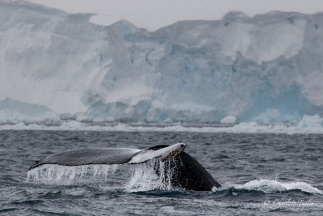 HDS22-22, Day 6, Humpback whale © Charlotte Taplin - Oceanwide Expeditions.jpg