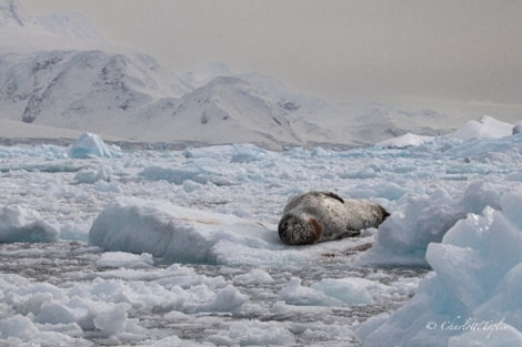 HDS22-22, Day 6, Leopard seal © Charlotte Taplin - Oceanwide Expeditions.jpg