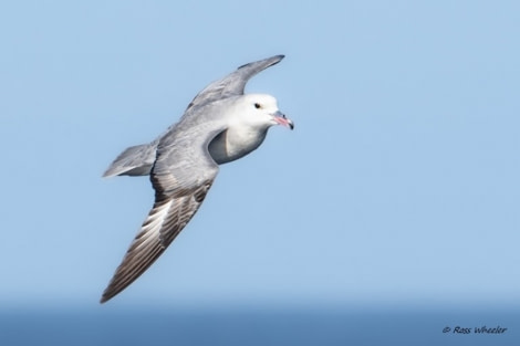 HDS23-22, Day 3, Southern Fulmar © Ross Wheeler.jpg