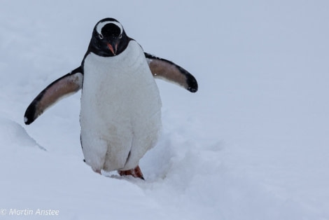 HDS23-22, Day 6, Gentoo penguin © Martin Anstee.jpg