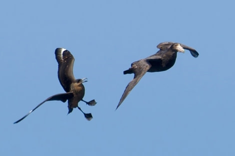 HDS23-22, Day 9, Chilean Skua, Southern Giant Petrel © Unknown Photographer.jpg