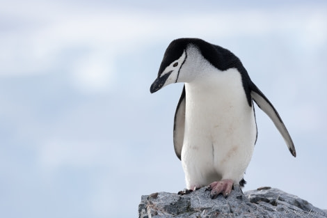 OTL24-22, Day 4 Chinstrap 3 © Sara Jenner - Oceanwide Expeditions (2).jpg