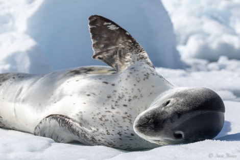 OTL24-22, Day 4 Leopard Seal © Sara Jenner - Oceanwide Expeditions.jpg