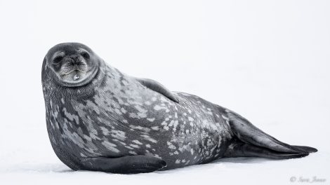 OTL24-22, Day 6 Weddell Seal 1  © Sara Jenner - Oceanwide Expeditions.jpg