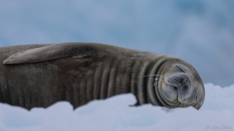 OTL24-22, Day 6 Weddell Seal 5 © Sara Jenner - Oceanwide Expeditions.jpg