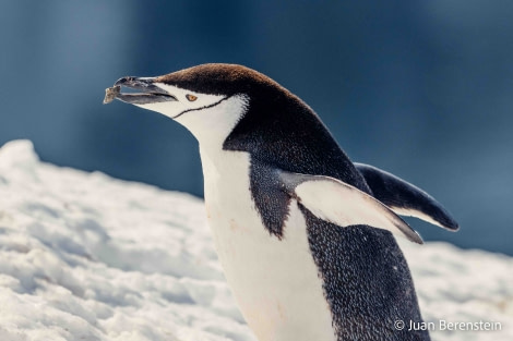 OTL24-22, Day 7 Chinstrap penguin © Juan Martin Berenstein,ATLAS VOYAGES - Oceanwide Expeditions.jpg