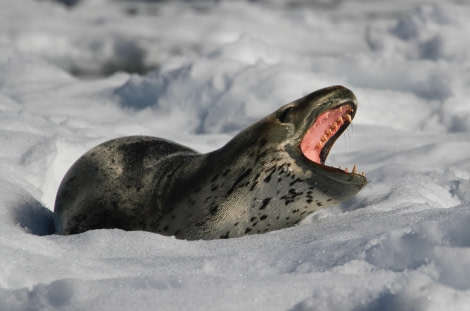 OTL24-22, Day 8 Leopard Seal © Unknown Photographer - Oceanwide Expeditions.jpg