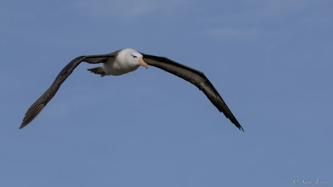 OTL24-22, Day 11 BB Albatross © Sara Jenner - Oceanwide Expeditions.jpg