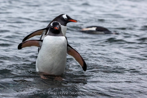 PLA24-22, Day 5 BC5I9182 © Daniel Hoehne - Oceanwide Expeditions.jpg