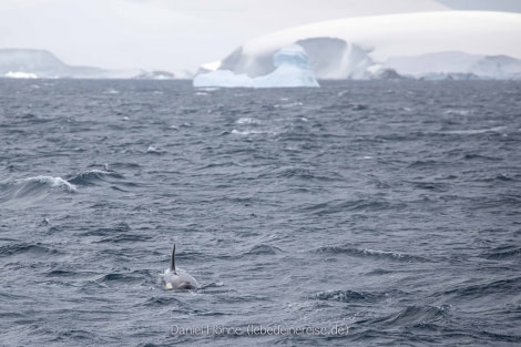 PLA24-22, Day 5 BC5I9606 © Daniel Hoehne - Oceanwide Expeditions.jpg