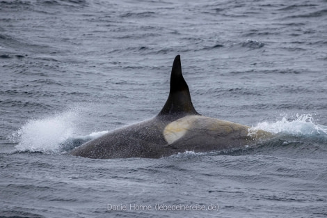 PLA24-22, Day 5 BC5I9651 © Daniel Hoehne - Oceanwide Expeditions.jpg