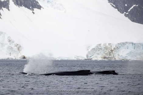 PLA24-22, Day 7 BC5I0070 © Daniel Hoehne - Oceanwide Expeditions.jpg