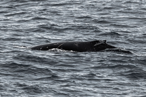 HDS24-22, Day 2 00184 © Unknown Photographer - Oceanwide Expeditions.jpg