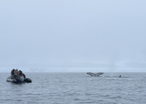 HDS24-22, Day 5 zodiac_fluke © Tiphanie May - Oceanwide Expeditions.jpg