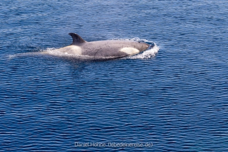 PLA25-23, Day 6 5D2A5920 © Daniel Hoehne - Oceanwide Expeditions.jpg