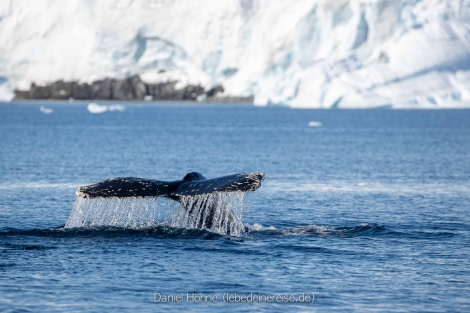 PLA25-23, Day 6 BC5I1878 © Daniel Hoehne - Oceanwide Expeditions.jpg